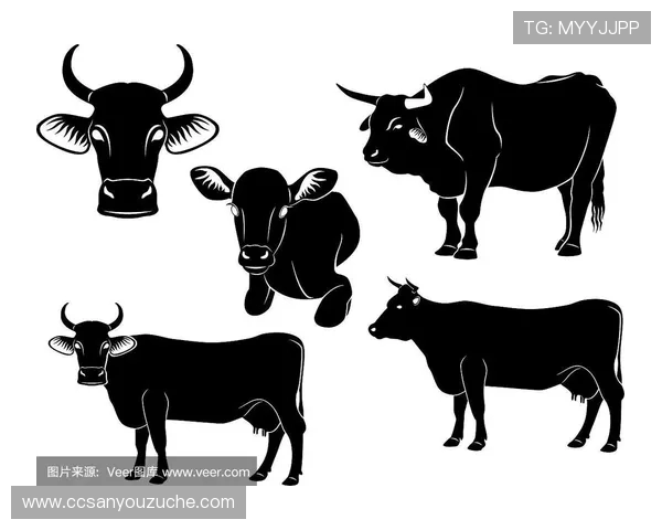 小牛与公牛历史交锋回顾及战绩分析详解